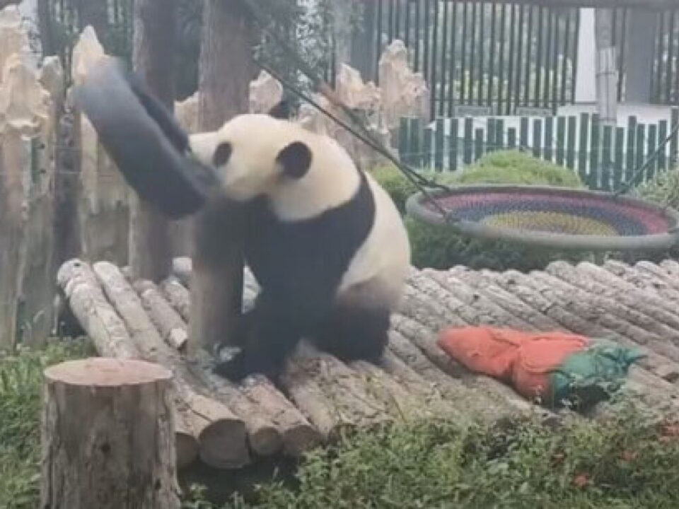 panda