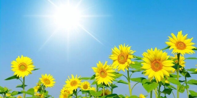Чому соняшники повертаються до сонця (фото)