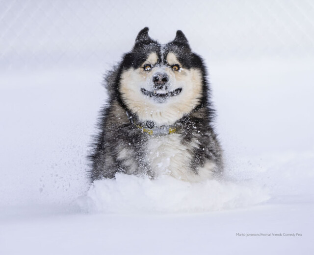 Фотографии победителей конкурса Comedy Pet Photo Awards 2022