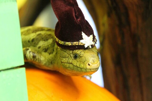 27 фотографій з нестерпно милими ящірками