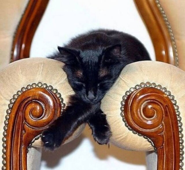 30 фотографій, що доводять, що кішки можуть заснути в будь-якому місці та в будь-якій позі