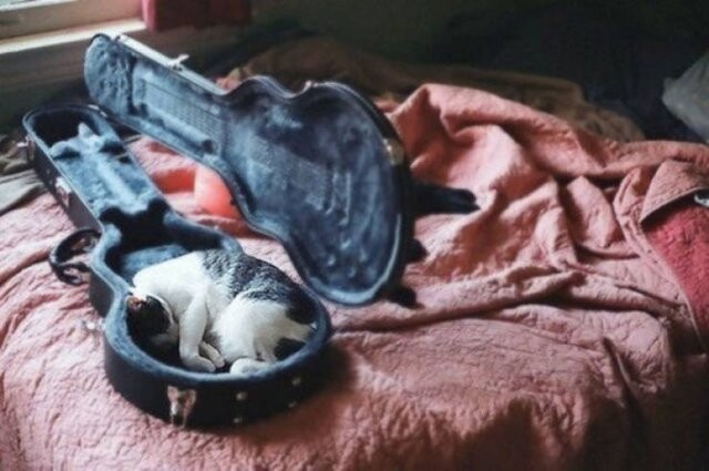 30 фотографій, що доводять, що кішки можуть заснути в будь-якому місці та в будь-якій позі