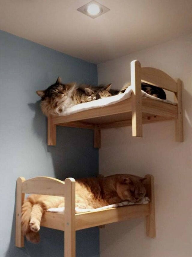 Кішки, що укладаються спати (фото)