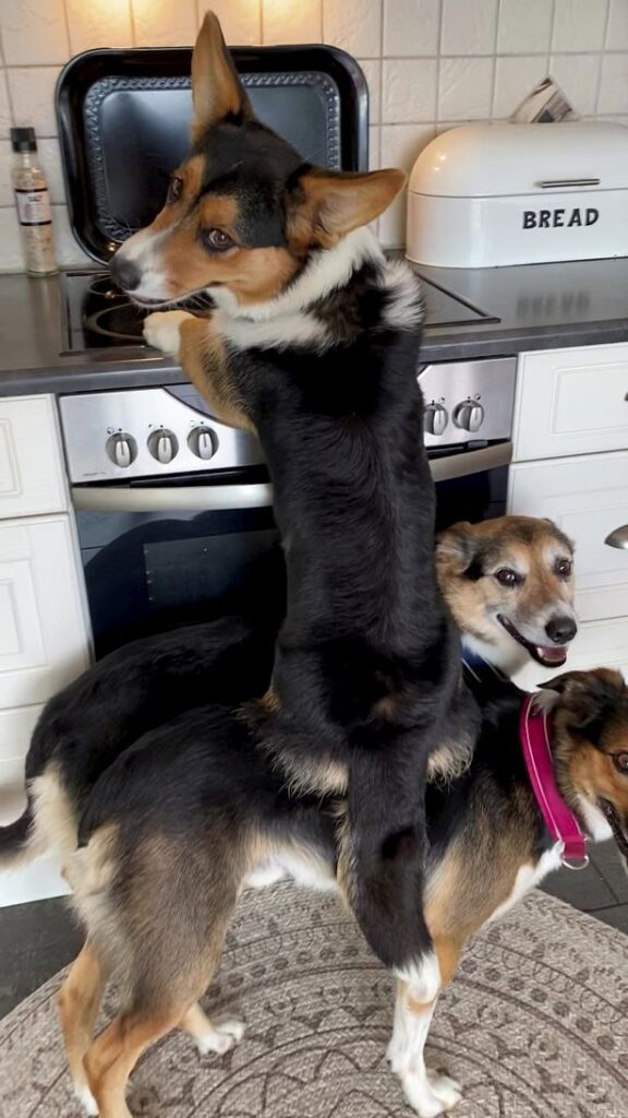 Справжня банда: три собаки знайшли оригінальний спосіб дістатися їжі