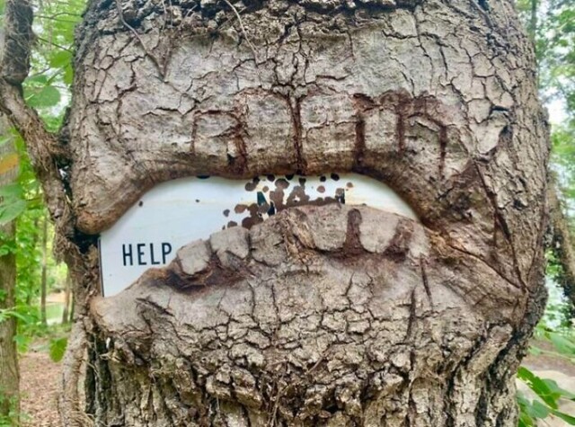 32 фотографії "голодних" дерев, що "пожирають" все, що виявилося поблизу (фото)