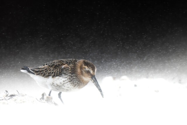 Фотографії переможців конкурсу Bird Photographer of the Year 2022