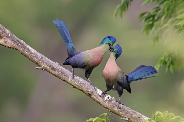 Фотографии победителей конкурса Bird Photographer of the Year 2022