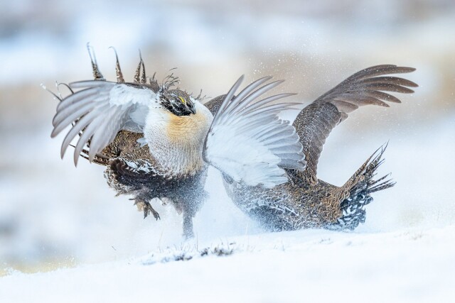 Фотографии победителей конкурса Bird Photographer of the Year 2022