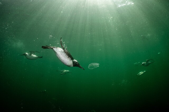 Фотографии победителей конкурса Bird Photographer of the Year 2022