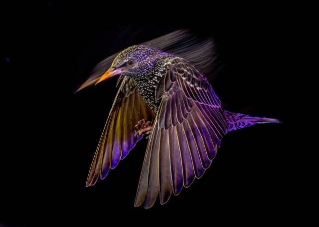 Фотографии победителей конкурса Bird Photographer of the Year 2022