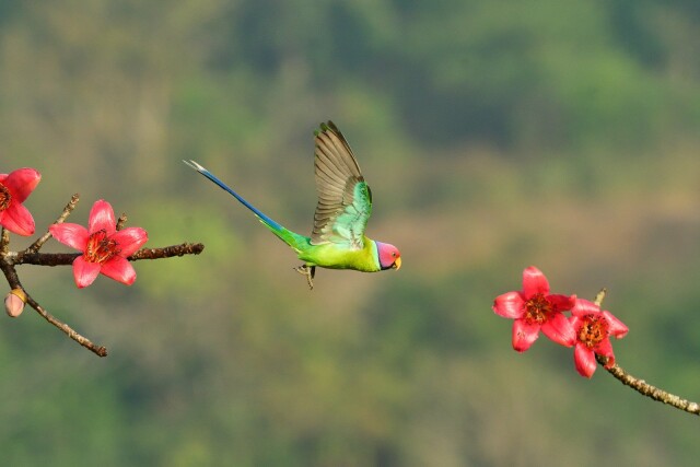 Фотографии победителей конкурса Bird Photographer of the Year 2022