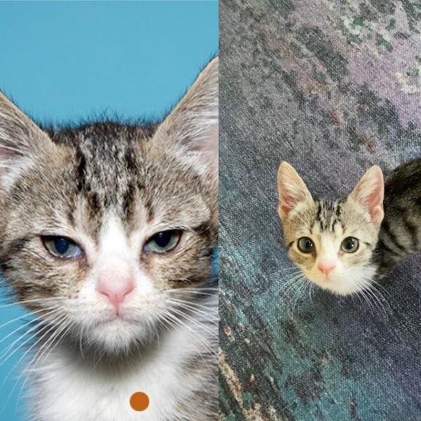 Фотографии животных до и после того, как они обрели постоянный дом и любящих хозяев 