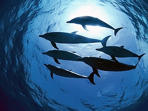 Экологи требуют от президента признать дельфинов украинцами