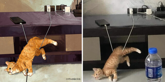 Новые мемные котики от Catwheezie (фото)
