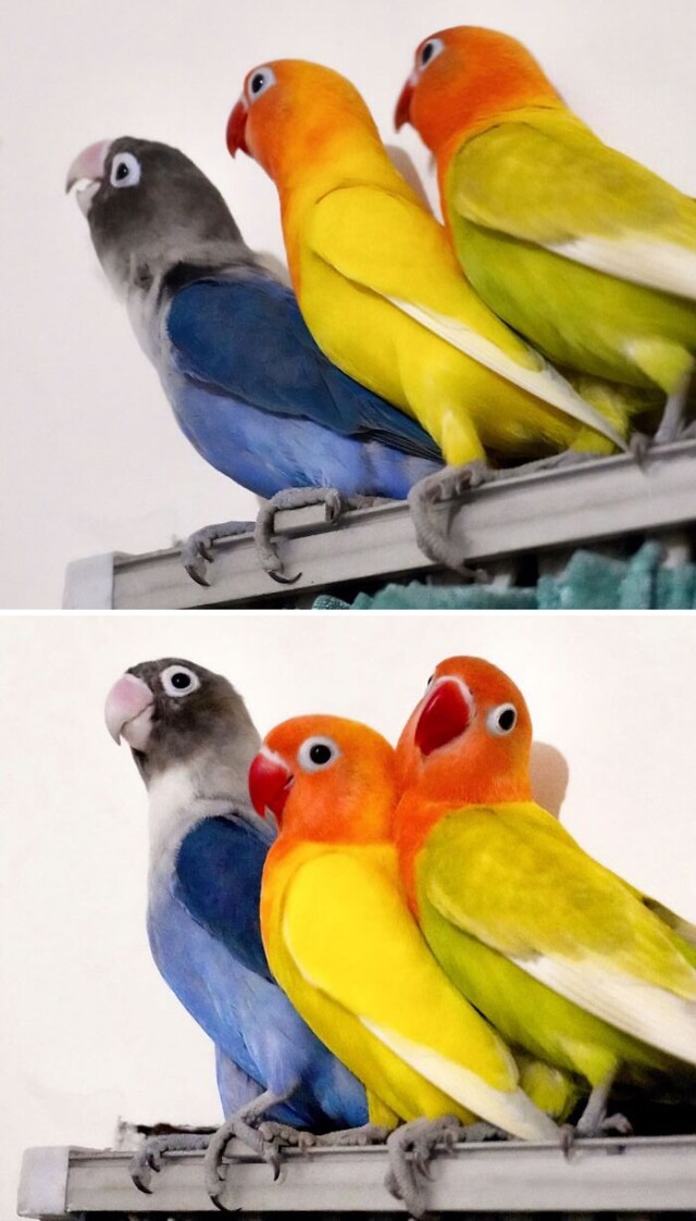 15 фотографий, которые доказывают, что попугаи в качестве домашних питомцев никогда не дают заскучать своим владельцам