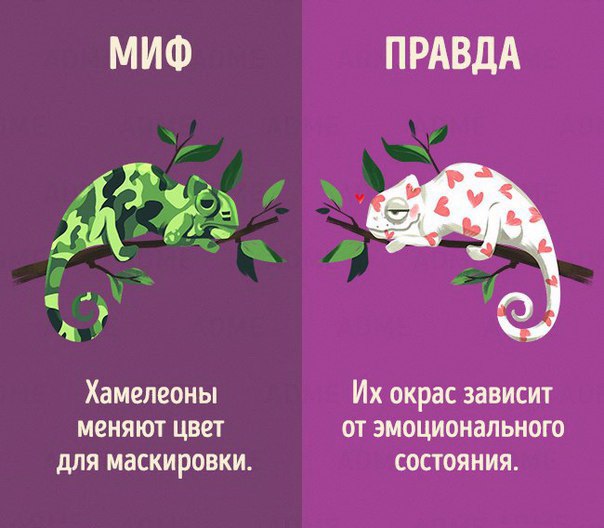 Мифы и правда о животных в картинках