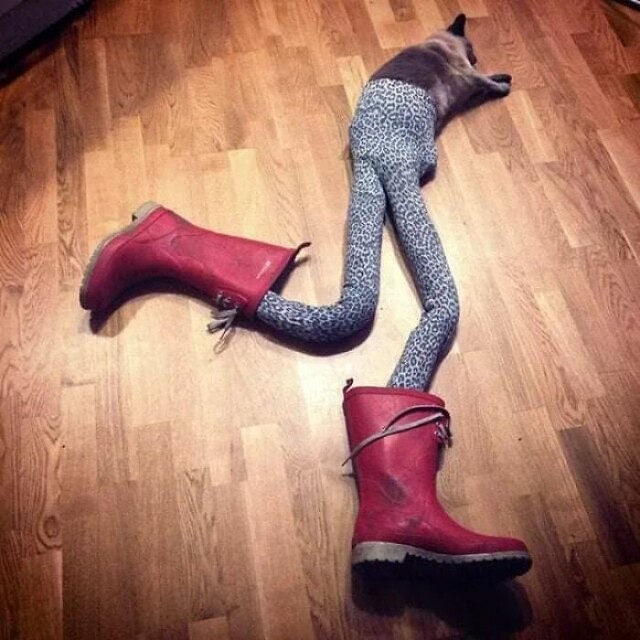 Смішні кішки "з ногами" (фото)