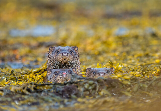 Самые смешные  работы, представленные на конкурс Comedy Wildlife Photography Awards 2022 