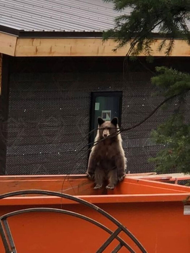 Декілька невдалих, але смішних і кумедних фотографій дикої природи