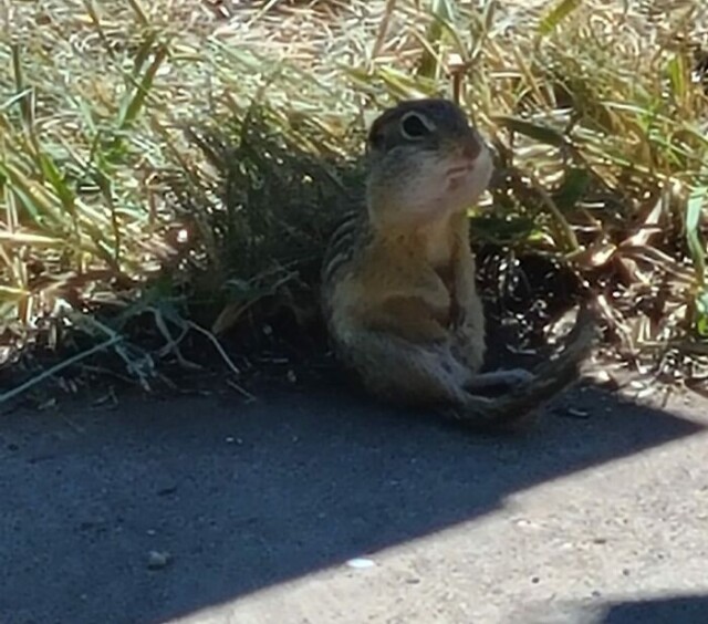 Несколько неудавшихся, но смешных и забавных фотографий дикой природы