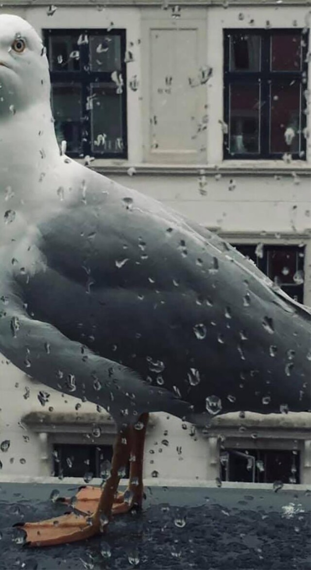 Несколько неудавшихся, но смешных и забавных фотографий дикой природы