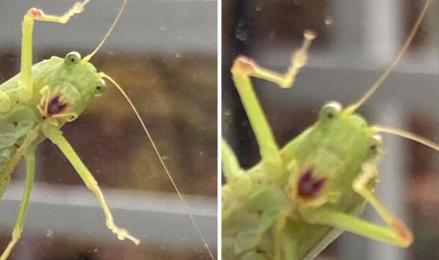 Несколько неудавшихся, но смешных и забавных фотографий дикой природы