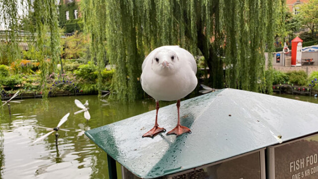 Несколько неудавшихся, но смешных и забавных фотографий дикой природы