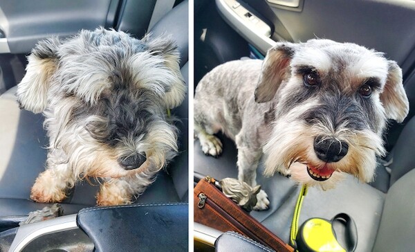Фотографии с очаровательными пёсиками \"до и после\" посещения грумера
