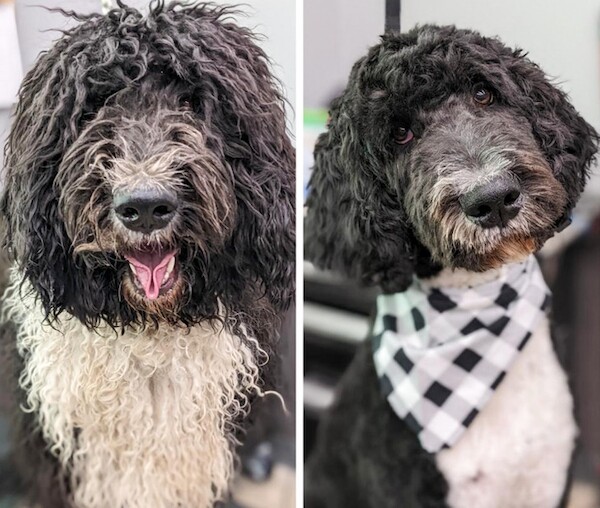 Фотографии с очаровательными пёсиками \"до и после\" посещения грумера