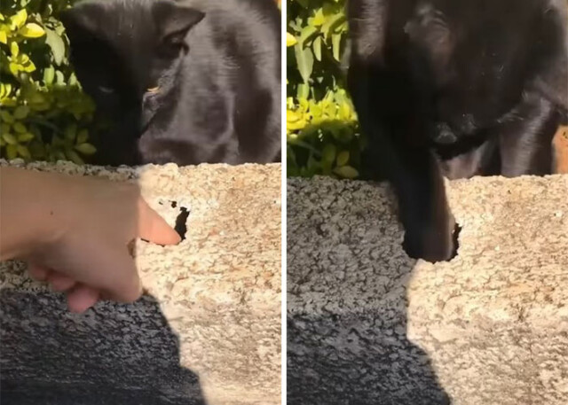 Кіт врятував ключі від будинку, діставши їх із вузького отвору (фото, відео)