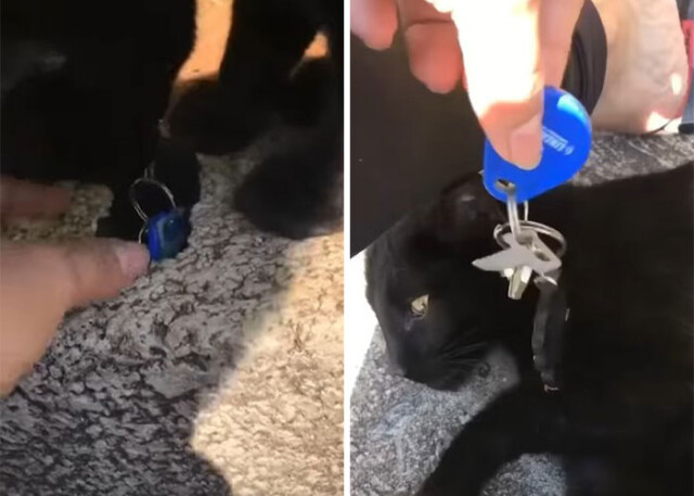 Кот спас ключи от дома, достав их из узкого отверстия (фото, видео)