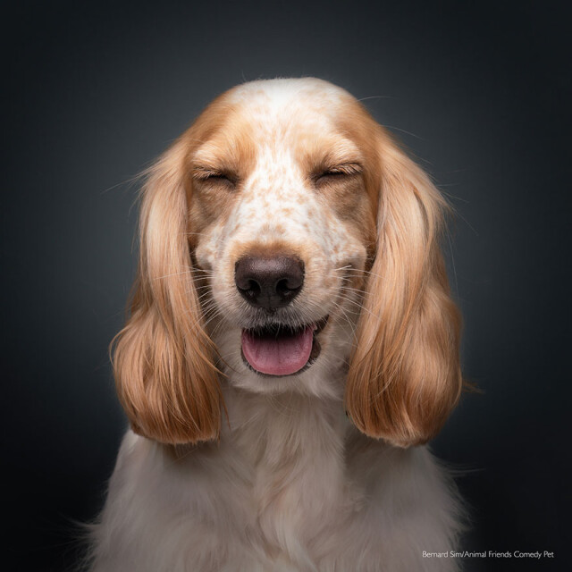 Декілька веселих фотографій фіналістів конкурсу на найсмішнішу фотографію з домашньою твариною