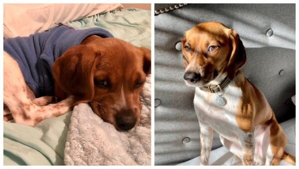 Фотографии \"до и после\", показывающие, как милые щенки превращаются в прекрасных собак 