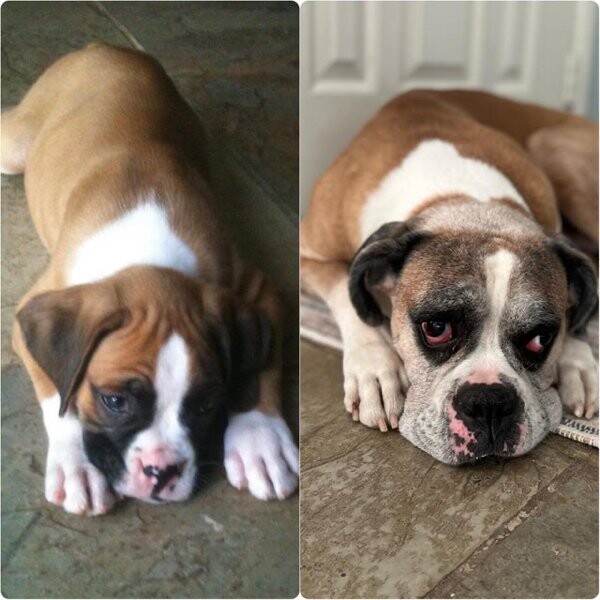 Фотографии \"до и после\", показывающие, как милые щенки превращаются в прекрасных собак 