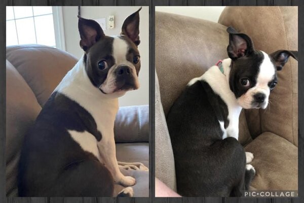 Фотографії \"до і після\", що показують, як милі цуценята перетворюються на прекрасних собак