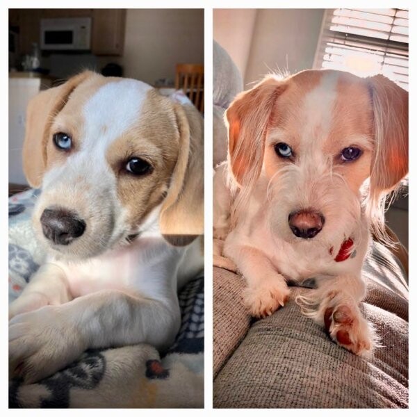 Фотографії "до і після", що показують, як милі цуценята перетворюються на прекрасних собак
