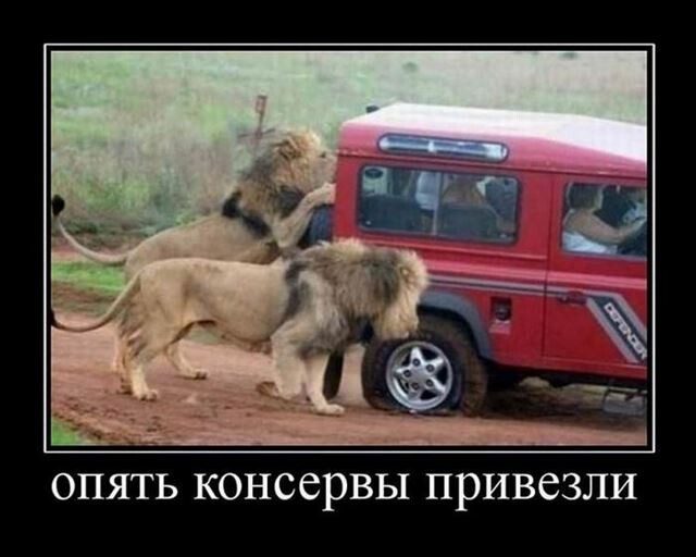 Лев – дикое животное Африки: описание, фото и картинки, видео со львами. - webmandry.com