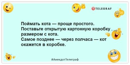 Анекдоты про кота