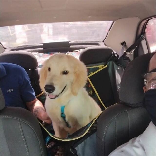 Водій служби таксі для домашніх тварин робить селфі з кожним зі своїх чарівних пасажирів