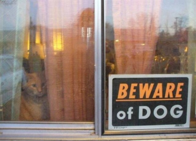 Осторожно, злые собаки (фото)