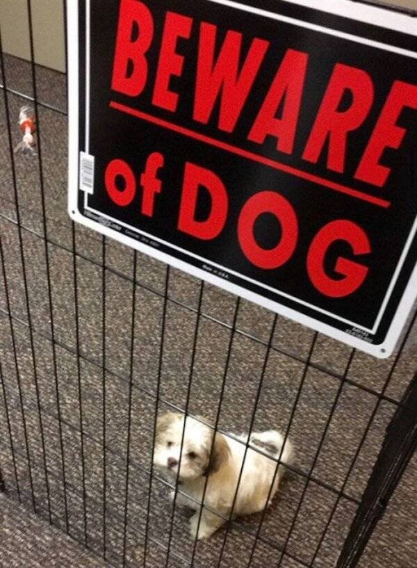 Осторожно, злые собаки (фото)