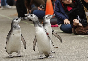 Ученые выяснили, что гомосексуальные союзы среди пингвинов недолговечны