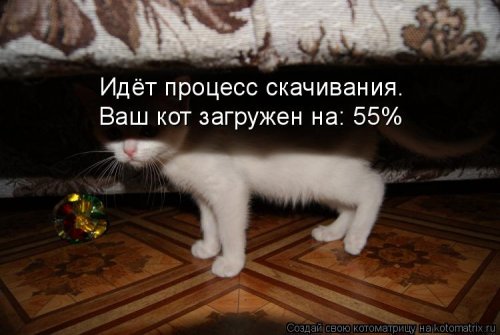 Смешные котоматрицы на все случаи жизни