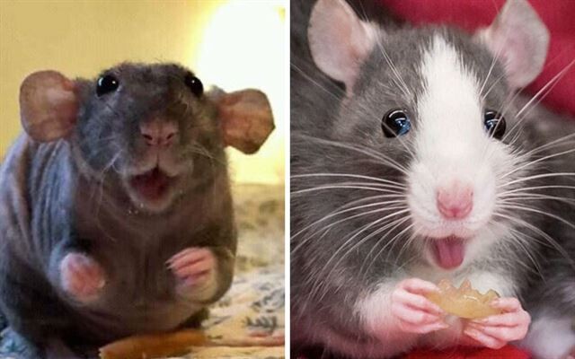 33 фотографии с очаровательными и забавными крысами, которые изменят ваше к ним отношение  (фото)