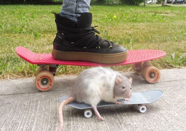 33 фотографии с очаровательными и забавными крысами, которые изменят ваше к ним отношение  (фото)