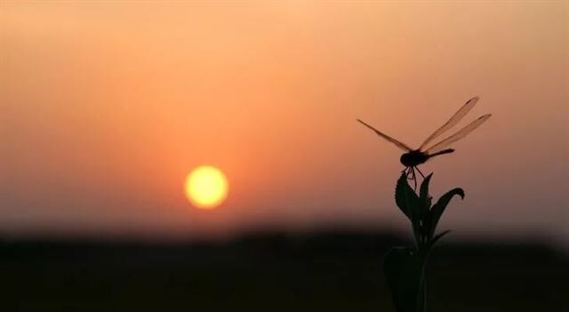 Потрясающие факты о стрекозах, которые вам будет интересно узнать (фото)
