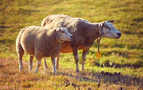 На ферме в Монголии овцы начали непрерывно ходить по кругу