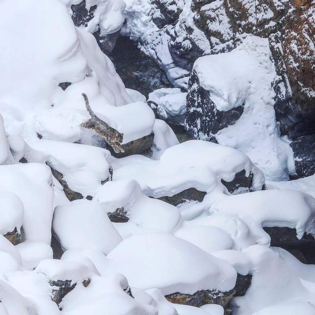 Неуловимый снежный барс попал в объектив фотографа. Фото