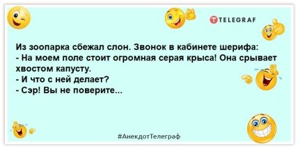 анекдот про слона