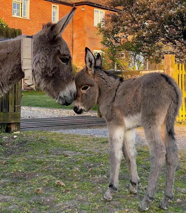 Фотографии с очаровательными осликами, которые поднимут настроение